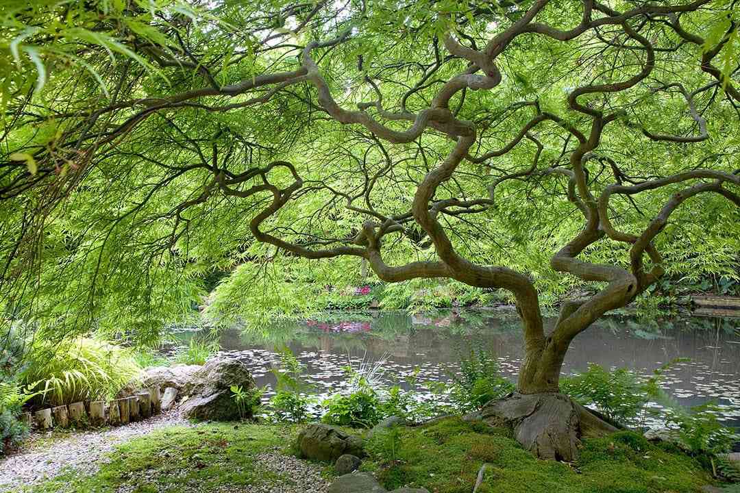 Sample Garden