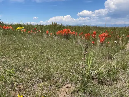 Saturday, May 24th Open Day at Shortgrass Prairie with Wildflowers 10am-12pm