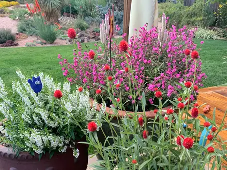 Saturday, May 24th Open Day at Michael Barbour Garden