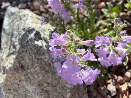 Saturday, May 17th Open Day at High Plains Oasis