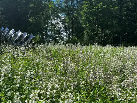Digging Deeper: Ecology in Garden Design