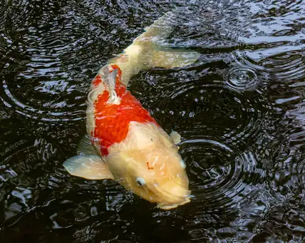 Digging Deeper: Ashland Japanese Garden, History & Development