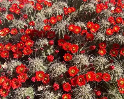 Digging Deeper: Native Plant Gardening in Southeastern Colorado