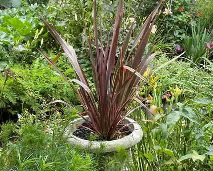 Sunday, July 20 Open Day at Lithgow Cottage Farm
