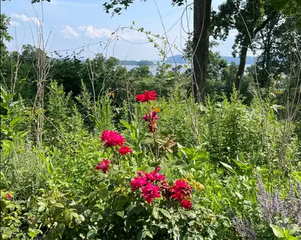 Saturday, July 26 Open Day at Rivermere on the Hudson