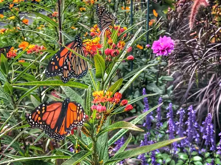 Saturday, June 7 Open Day at The Gould Garden 10-12
