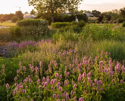 Digging Deeper: Exploring the Oudolf Plant Palette for Year-Round Beauty