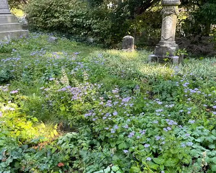 Digging Deeper: Plantings at America's Oldest Garden Cemetery