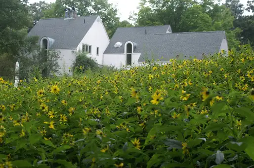 Digging Deeper: A Rose is Never Just a Rose--Plants in Community