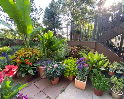 Saturday, June 28 Open Day at Pine Gardens