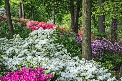 Photographing for Gardening with Nature at the New York Botanical Garden