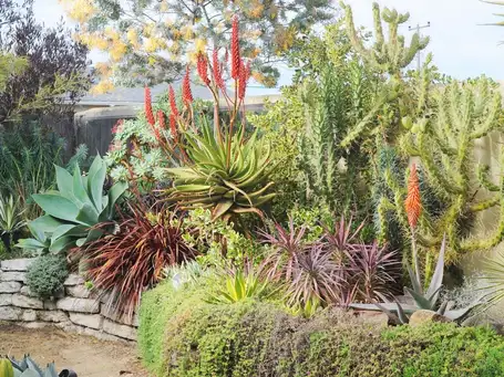 Saturday, September 6 Open Day at Pacifica Collector's Garden