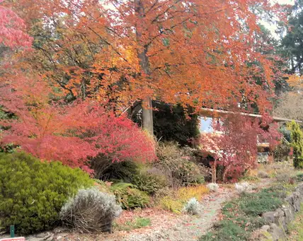 Saturday, July 19 Open Day at Pheasant Ridge Garden