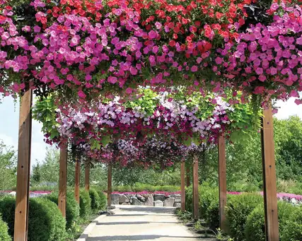 Saturday, August 2 Open Day at The Gardens at Ball - 11:30-2