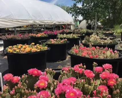Saturday, September 13 Open Day at Grummons Desert Garden