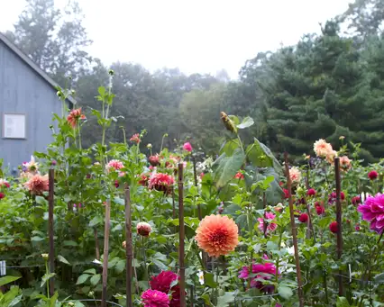 Saturday, September 20 Open Day at Frances Palmer's Garden