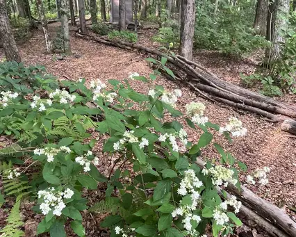 Digging Deeper: Creating Your Own Woodland Shade and Wildflower Sun Gardens