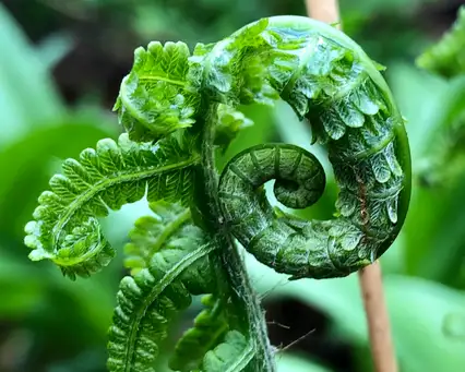 Digging Deeper: Gardening with Ferns: Fern Fever
