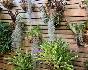 Saturday, June 13 Open Day at Ed's Garden