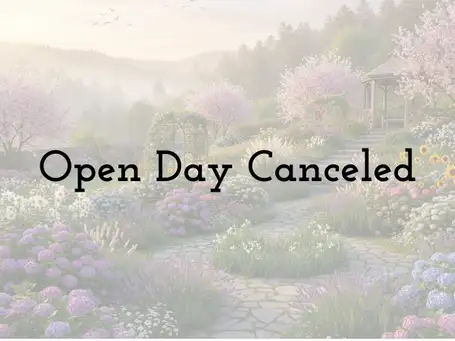 A Frisco Texas Garden Oasis