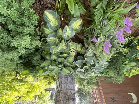 Saturday, June 13 Open Day at Pine Gardens