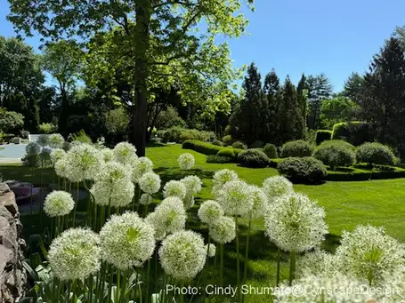 Sunday, June 1 Open Day at Prospect Gardens Westport