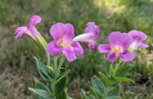 Chasing Lewis’s Monkeyflower:  The Amazing Afterlife of the Lewis  and Clark Expedition’s Wild Plants