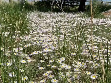 Saturday, May 16 Open Day at Shortgrass Prairie with Wildflowers