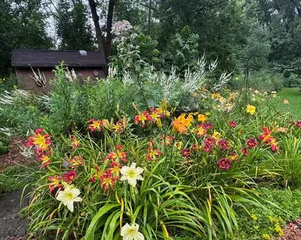 Saturday, July 25 Open Day at Anglewood Acre