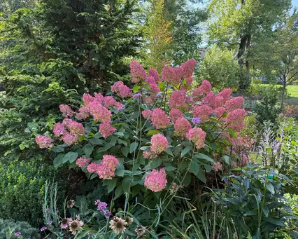 Saturday, August 1 Open Day at Garden of Robin Lensi