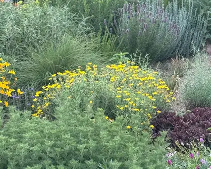 Saturday, September 12 Open Day at Denver Dry Garden