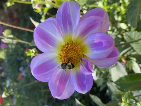 Saturday, September 19 Open Day at Frances Palmer's Garden