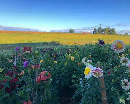 Open Day at Asterisk Farms