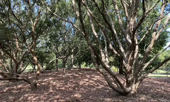Digging Deeper: Exploring the Diversity of Oaks in Texas and Mexico