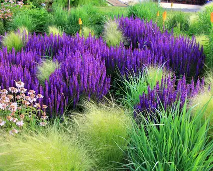 Open Day at Donald Pell Gardens