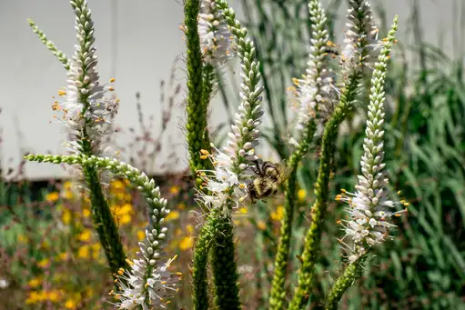 The High Line’s New Gardens 