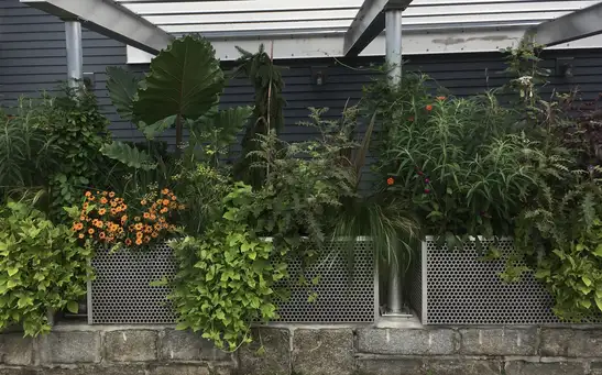 A Pocket Garden of Surprises