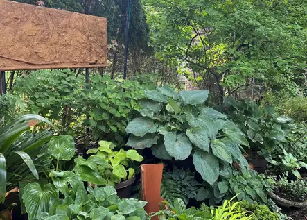 Saturday, May 17th Open Day at Janet Schulz
