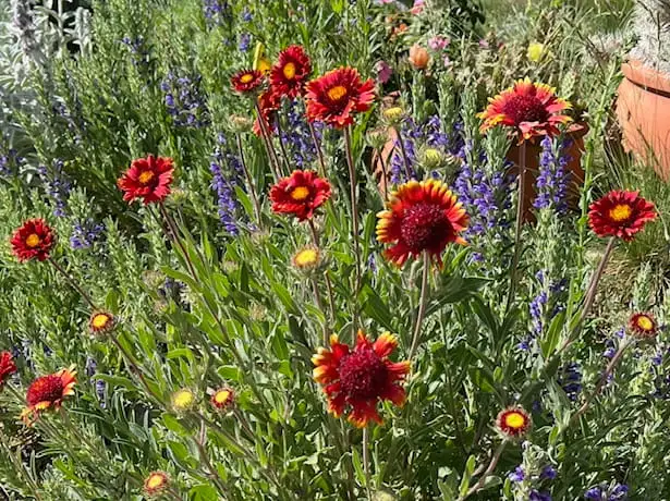The Garden Conservancy Preservation Partner Garden