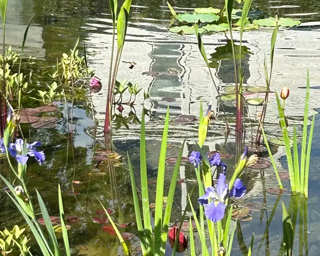 The Garden Conservancy Preservation Partner Garden
