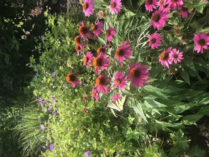 The Garden Conservancy Preservation Partner Garden