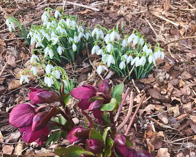 The Garden Conservancy Preservation Partner Garden