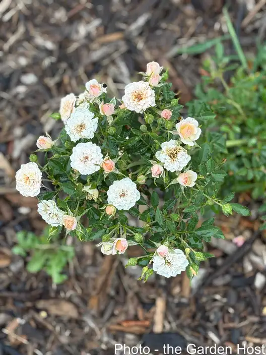 The Garden Conservancy Preservation Partner Garden