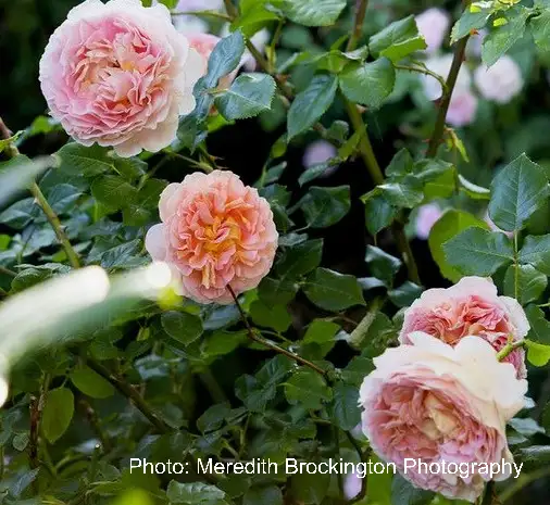 The Garden Conservancy Preservation Partner Garden