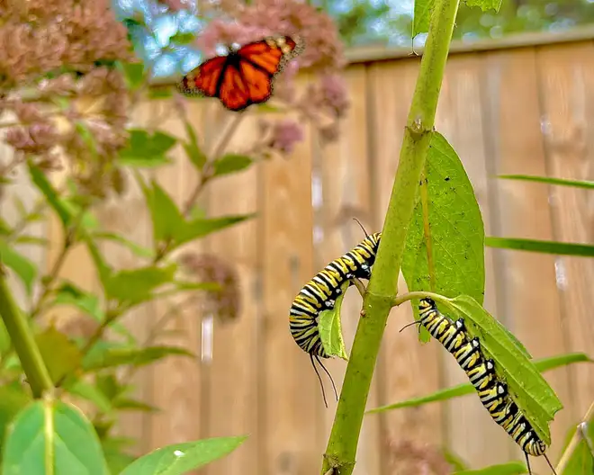 The Garden Conservancy Preservation Partner Garden