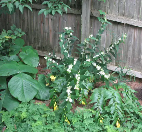 The Garden Conservancy Preservation Partner Garden