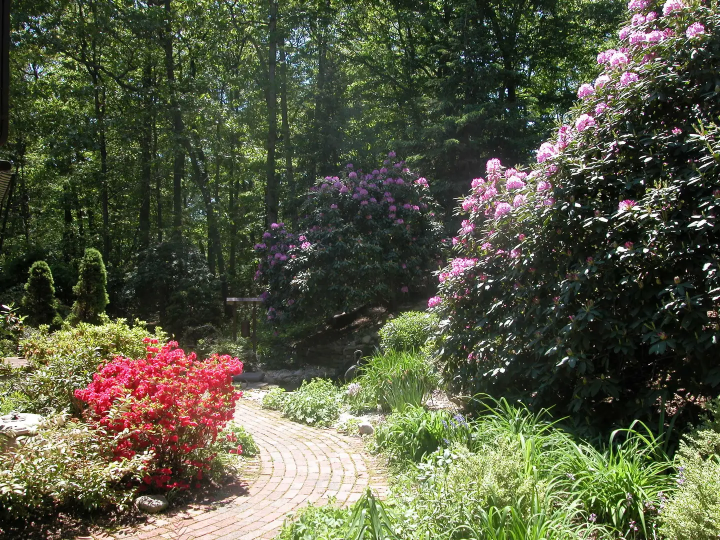 Saturday, May 23 Open Day at Woodland Garden: Bill & Veronica Schiavo
