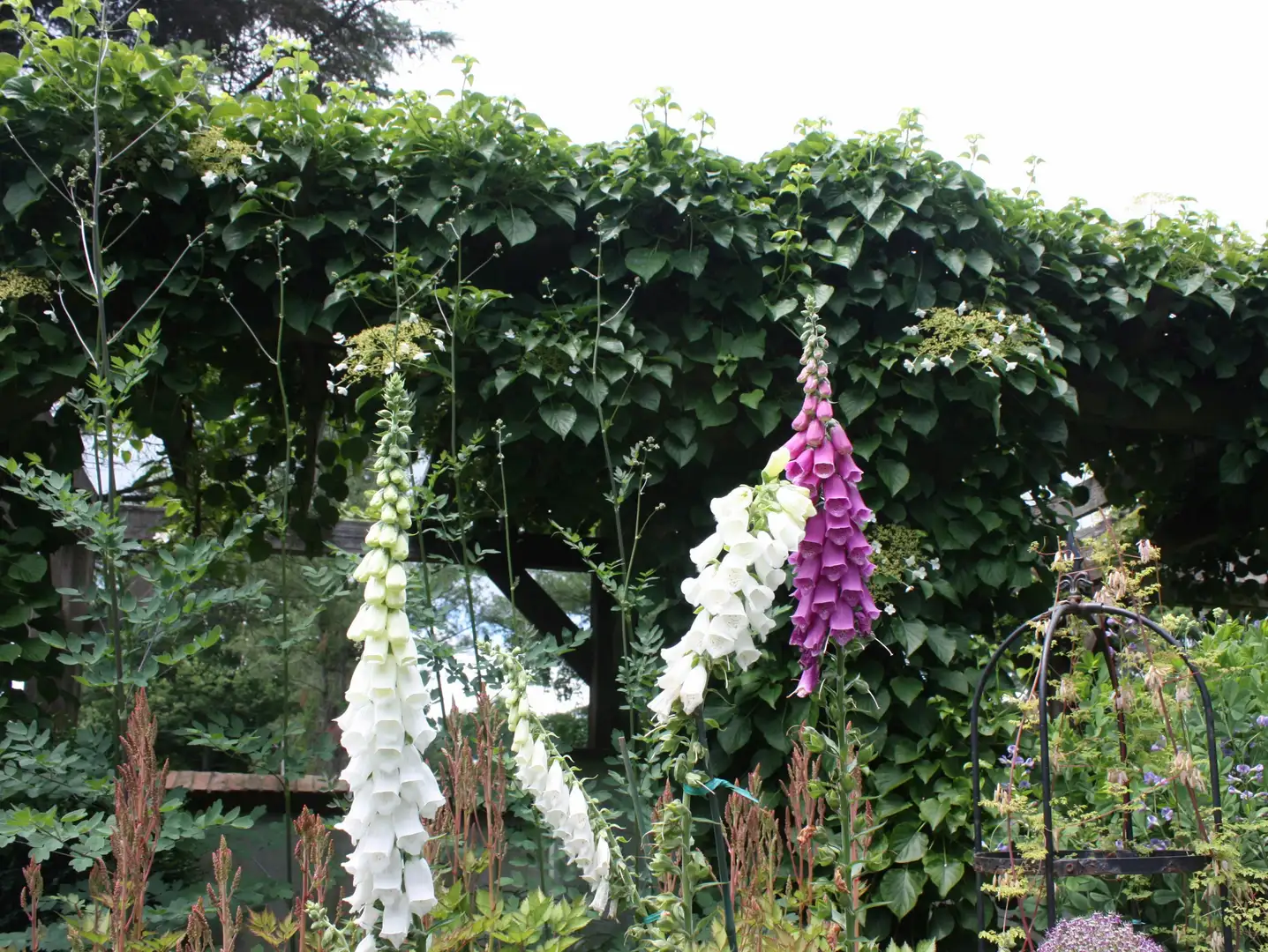 Saturday, June 7 Open Day at Garden of Allison Bourke