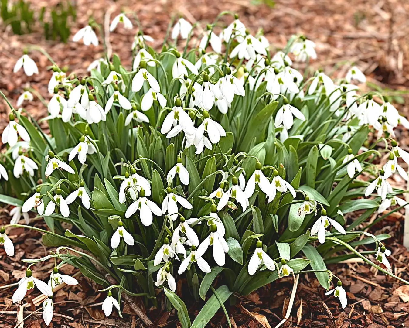 Saturday, Saturday, February 21 Open Day at Galanthia