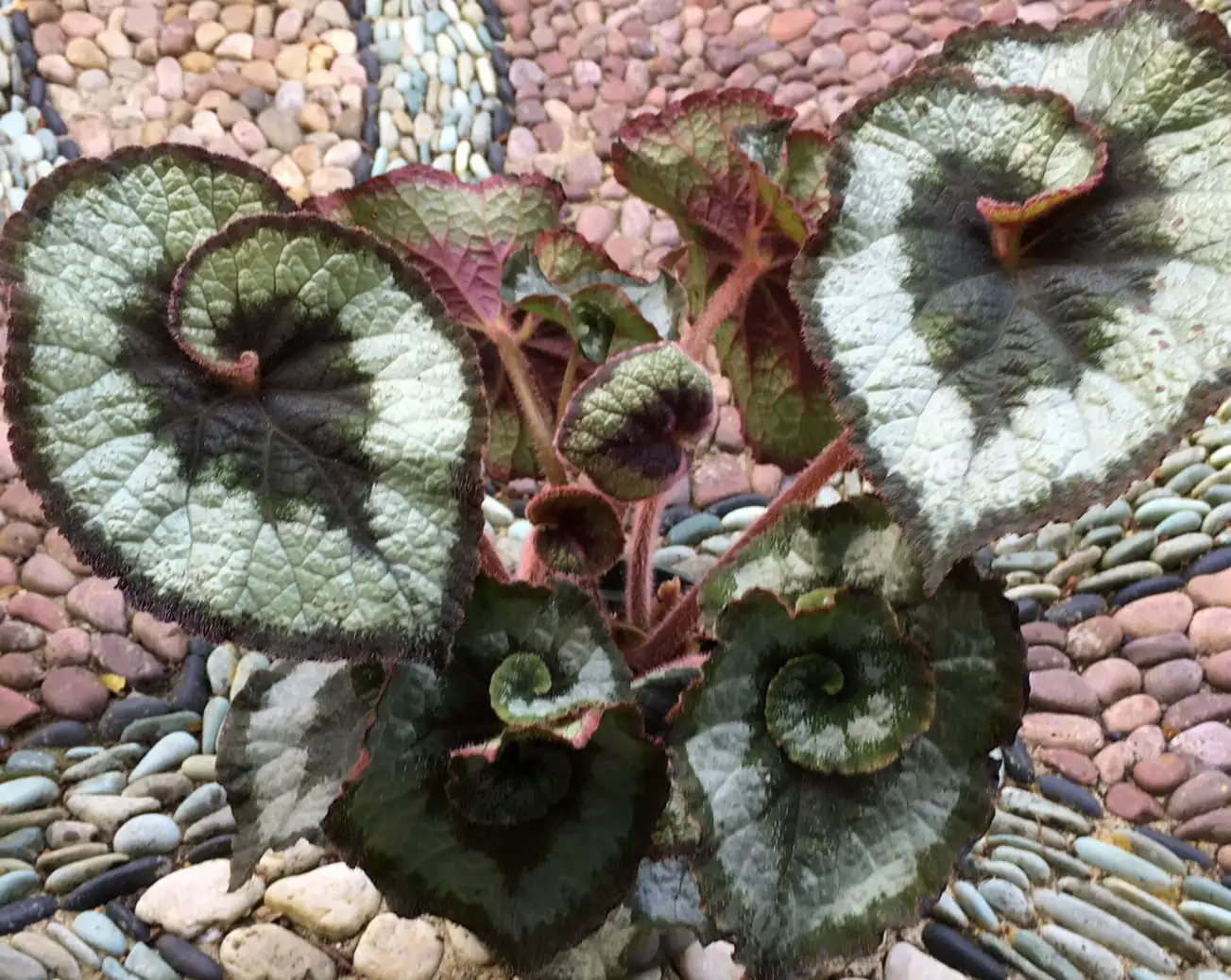 Saturday, June 13 Open Day at The Pebble Mosaic Lotus Garden